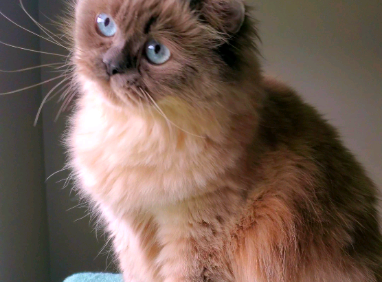 5 Purebred Doll Face Persian Kittens