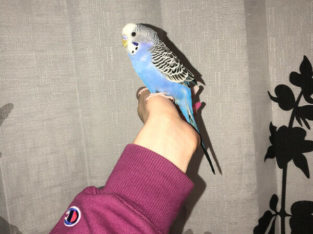 4 baby budgies for sale , hand-raised, trimmed wings.