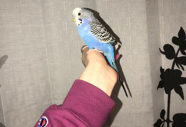 4 baby budgies for sale , hand-raised, trimmed wings.