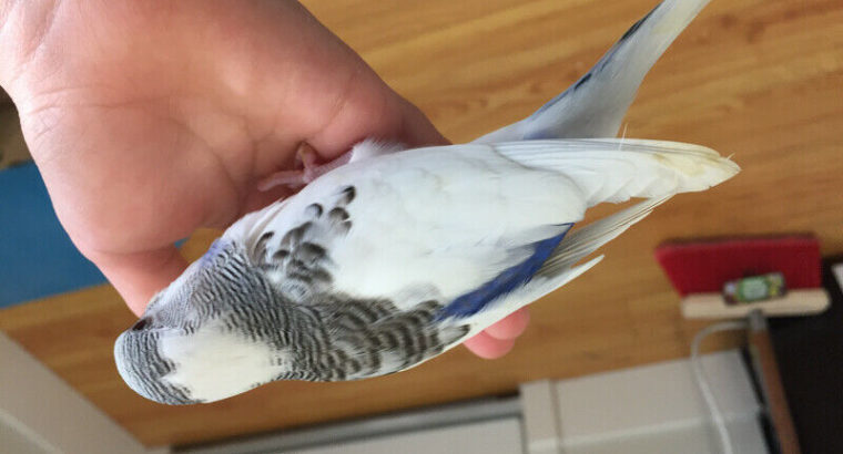 A beautiful baby budgie