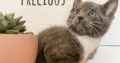 SOLD Family -Raised Grey and Dilute Ginger Kittens