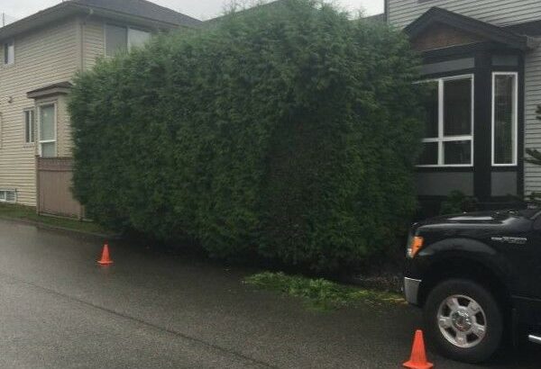 Hedge Trimming & Tree Care Professionals — PACIFICHEDGE.COM