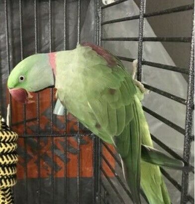 SOLD Parrot