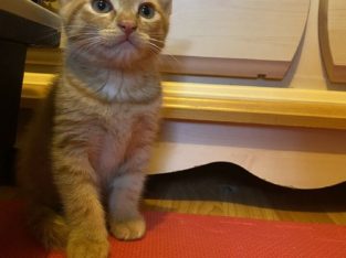 Beautiful Ginger Boy Kitten