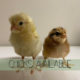 Easter Egger chicks!