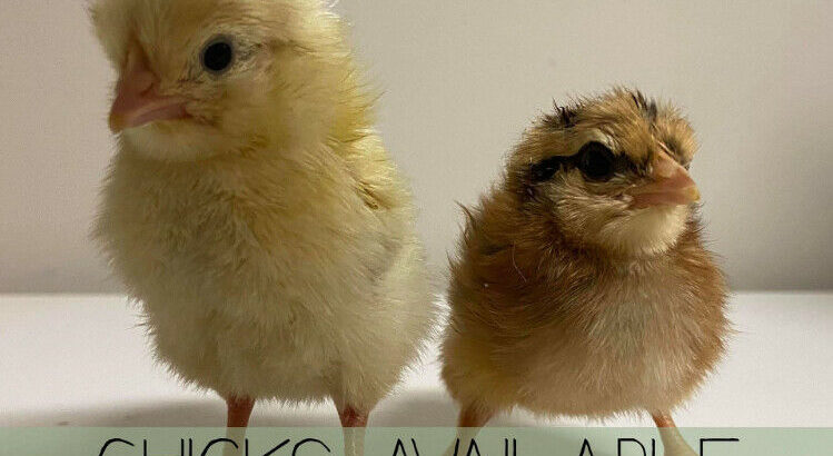Easter Egger chicks!