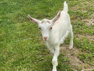 Alpine Goats for sale