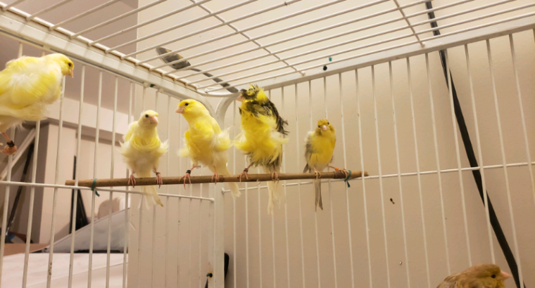 Dutch Frill canaries