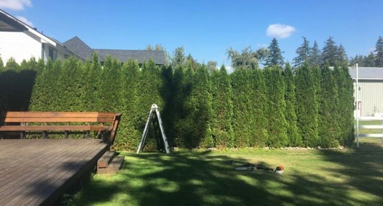 Hedge Trimming & Tree Care Professionals — PACIFICHEDGE.COM