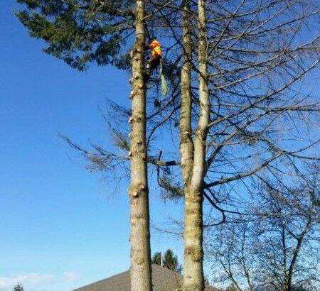 Hedge Trimming & Tree Care Professionals — PACIFICHEDGE.COM