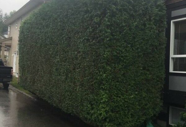 Hedge Trimming & Tree Care Professionals — PACIFICHEDGE.COM