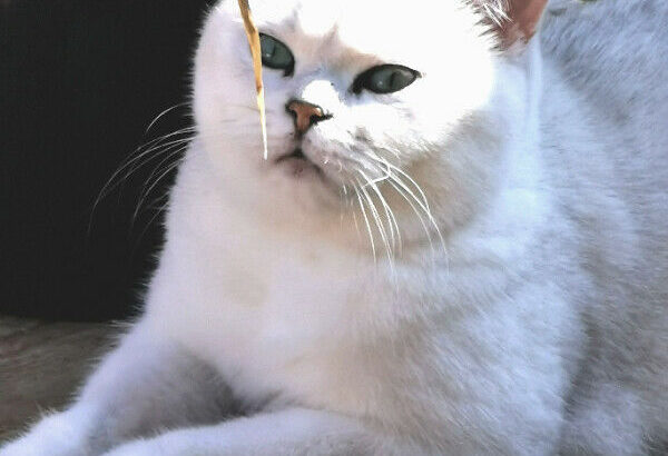 British Shorthair Cat “Pending”