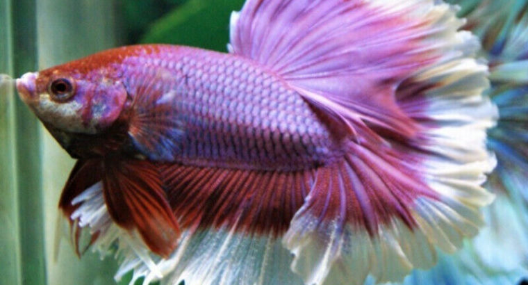 Dumbo Ear Betta Fish