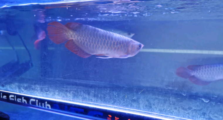 Indonesia red arowana