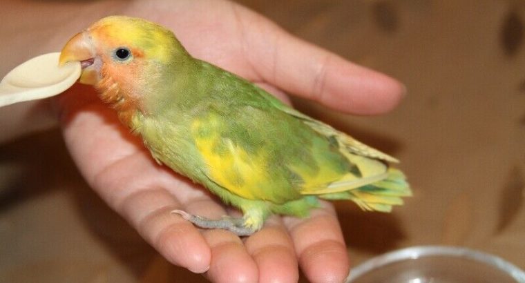 Lovely, super tame green and yellow pied baby lovebird!