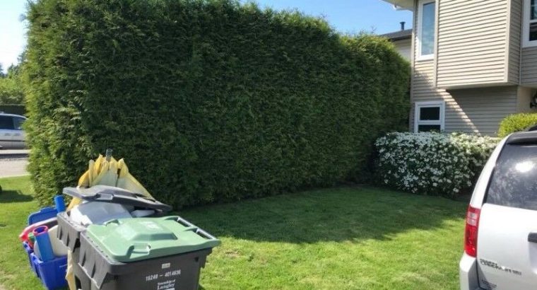 Hedge and Shrub Trimming Services