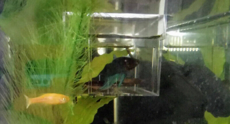 Fish to Good Homes (Danio, Bronze Cory, Betta, ADF)