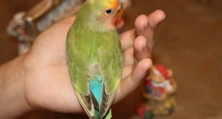 Lovely, super tame green and yellow pied baby lovebird!