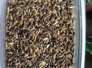 Milk Thistle Seed