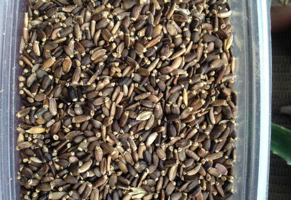 Milk Thistle Seed