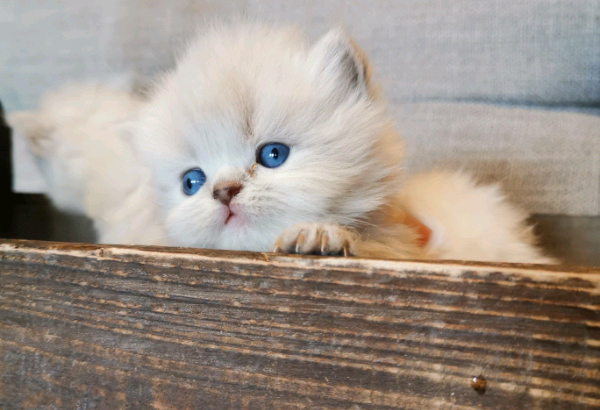 Beautiful Purebred Persians!!