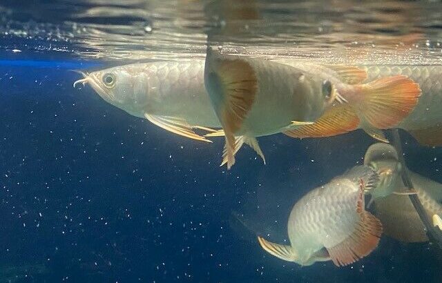 Asian arowana for sale or pre-sale