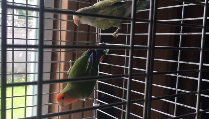 Pair of love bird