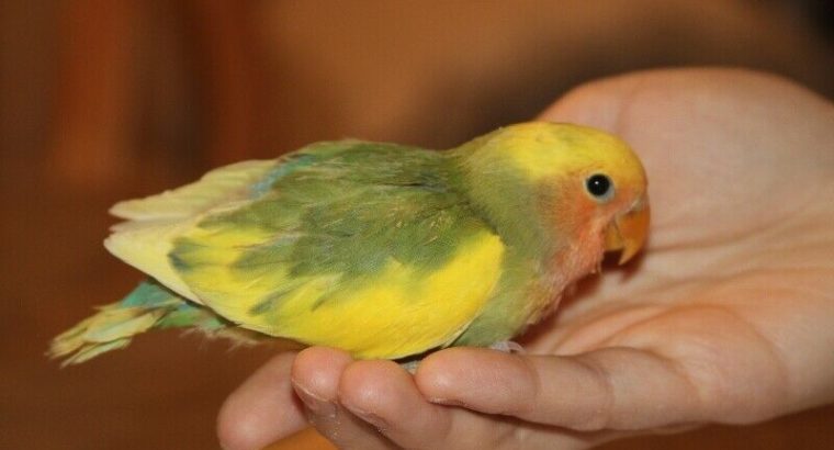 Lovely, super tame green and yellow pied baby lovebird!