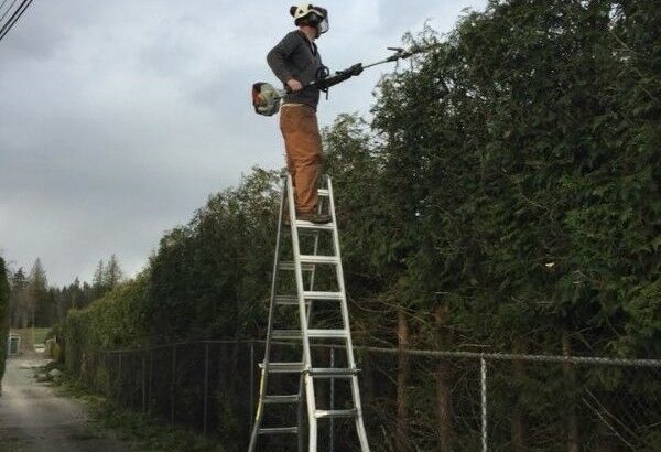 Hedge and Shrub Trimming Services