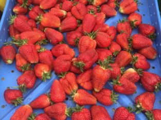 FOR SALE – Farm Fresh Strawberries! NO SPRAYS!