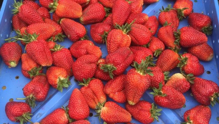 FOR SALE – Farm Fresh Strawberries! NO SPRAYS!