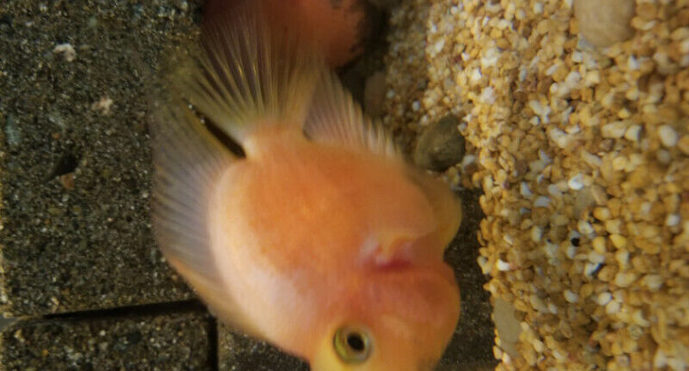 Red Parrot Fish