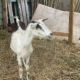 Alpine Goats for sale
