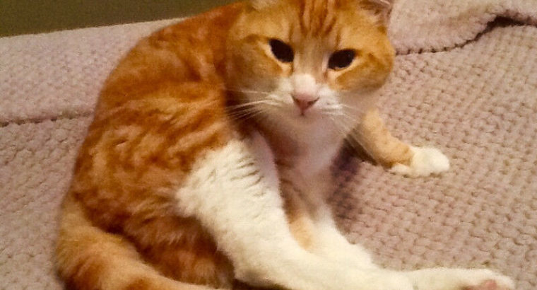 LOST ORANGE AND WHITE TABBY CAT