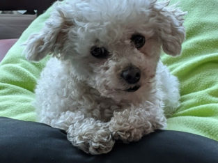 Looking for a Dog Groomer for 8lb Mini Poodle