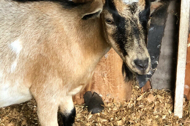 Miniature nanny goat