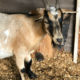 Miniature nanny goat