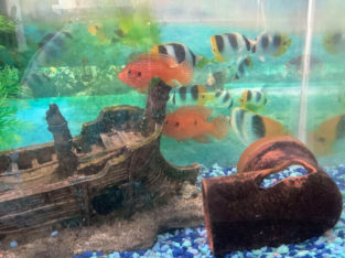 CICHLIDS AQUARIUM FISH – $1 (VANCOUVER)