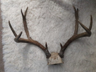 Deer antler