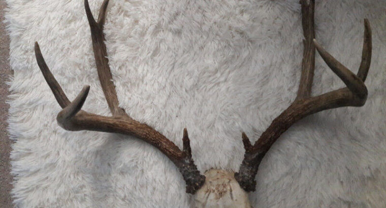 Deer antler