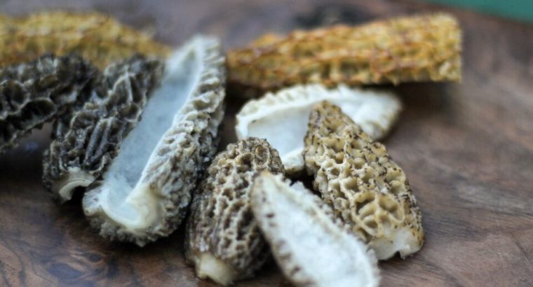 Wild Yukon Morel Mushrooms @Little Fire Gourmet