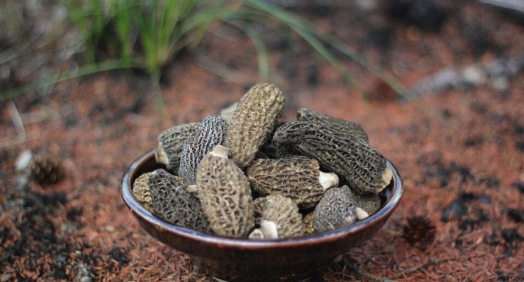 Wild Yukon Morel Mushrooms @Little Fire Gourmet