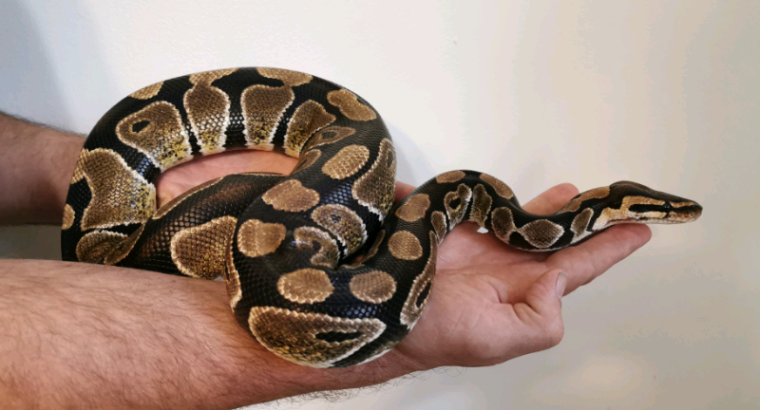 Reptile and Exotics Rescue