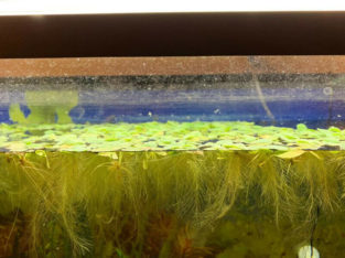 floating aquarium plants