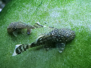 Dwarf bristlenose pleco