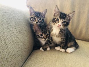 Kittens