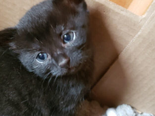 Kittens For Rehoming