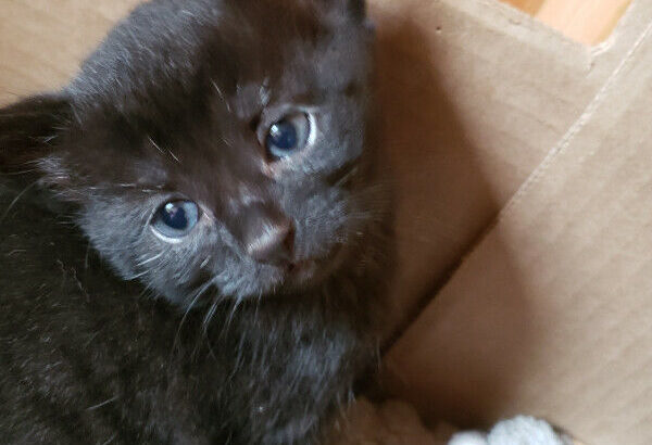 Kittens For Rehoming