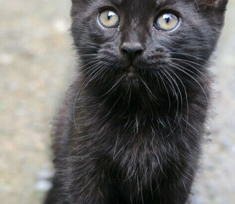 Friendly kittens