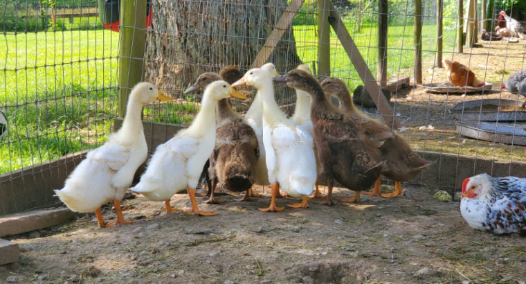 Ducklings for sale